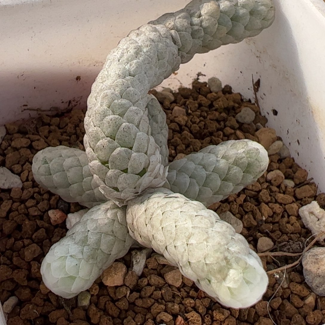 482多肉植物百科