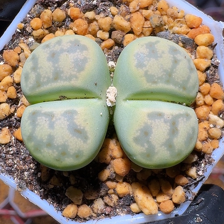 生石花1111111。   225