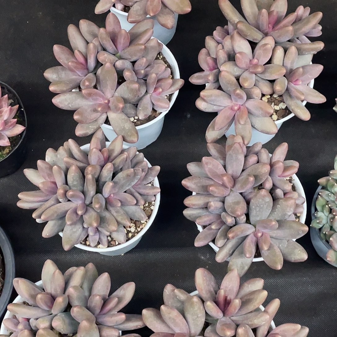 整桩无砍多头糖果美人一颗