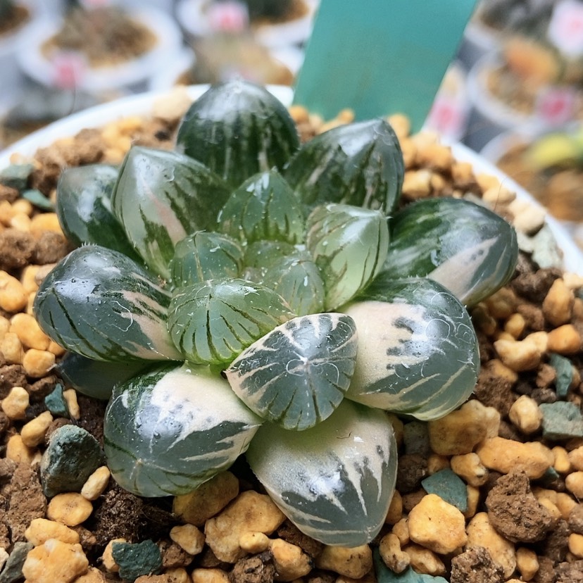 【闪购商品】龙爪锦212