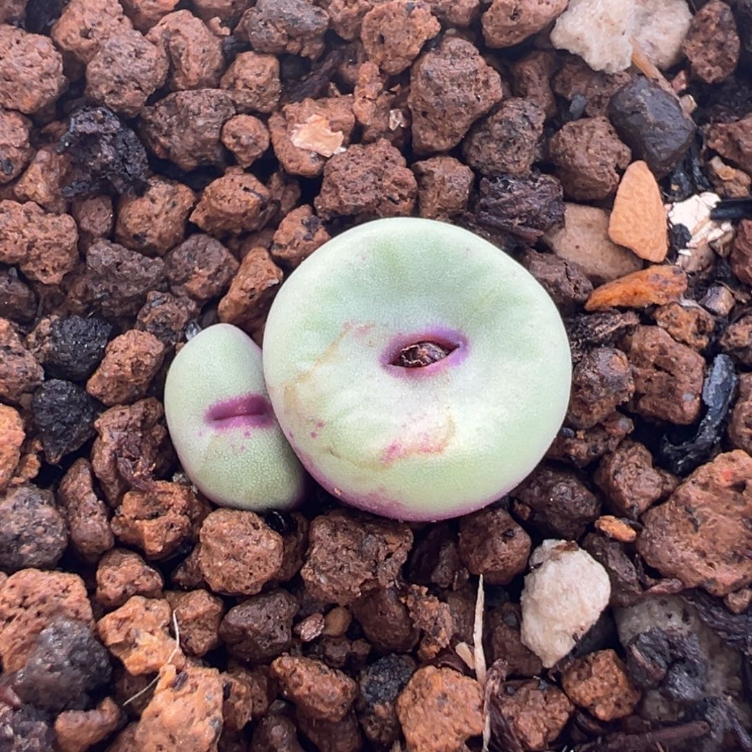 185多肉植物种类多样