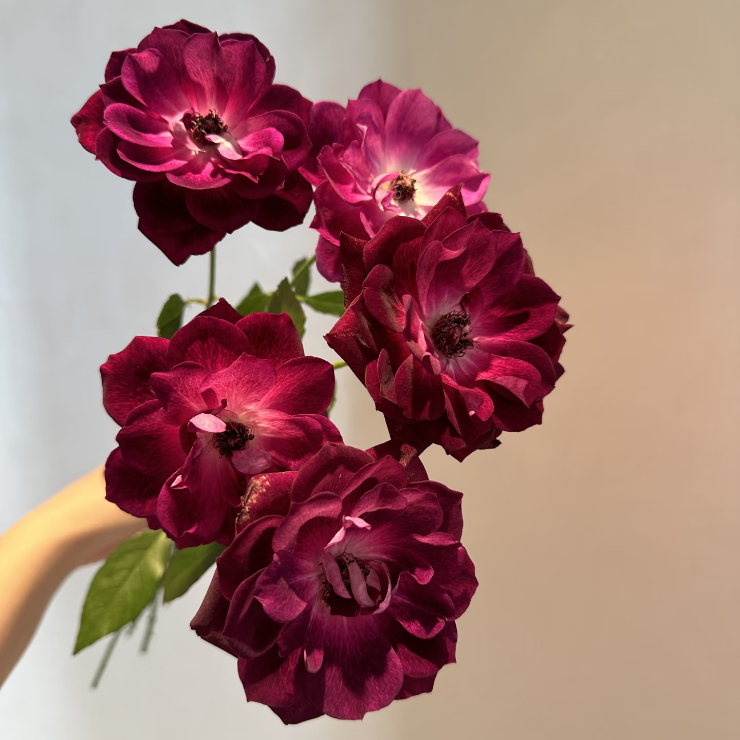 葡萄冰山 灌木月季可做藤本四季开花酒红色（1+根接土球发货）