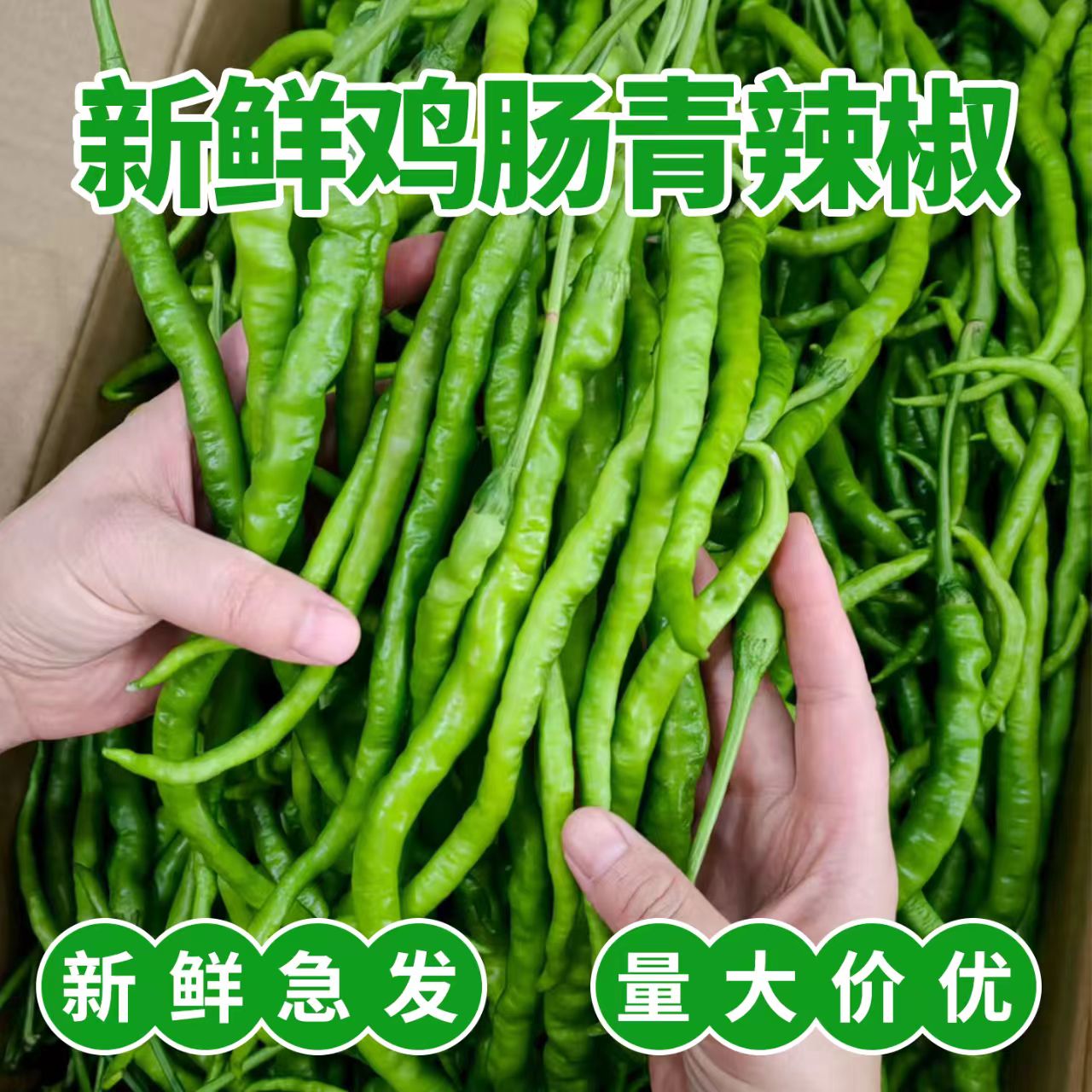 湖南新鲜鸡肠青椒特辣薄皮青椒新鲜现摘现发辣椒