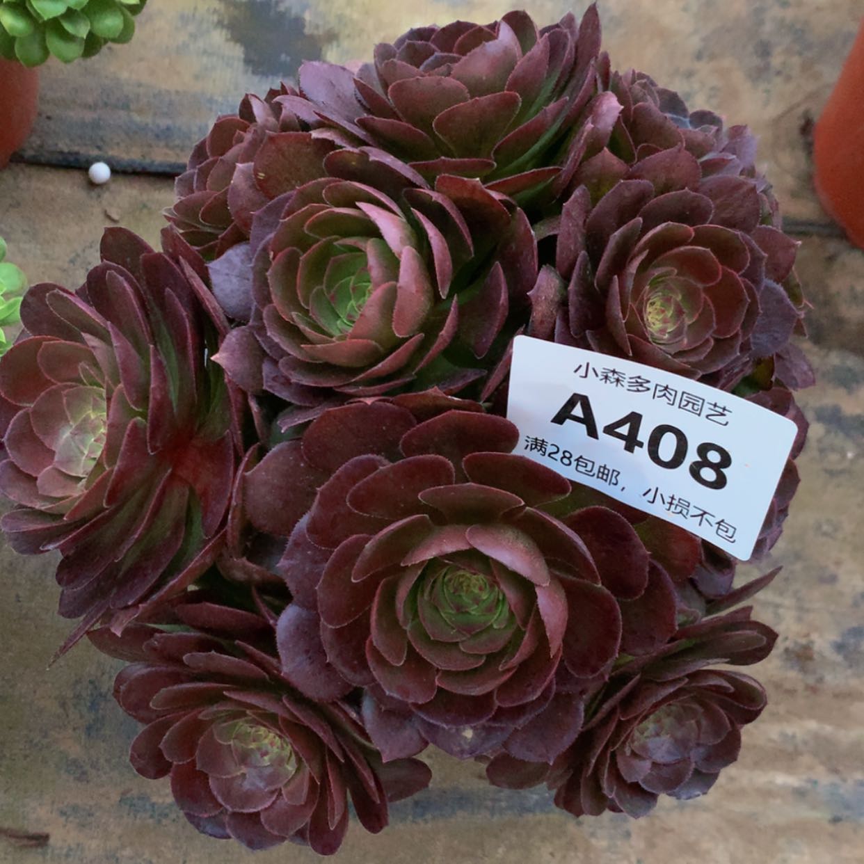 【闪购商品】408万多肉