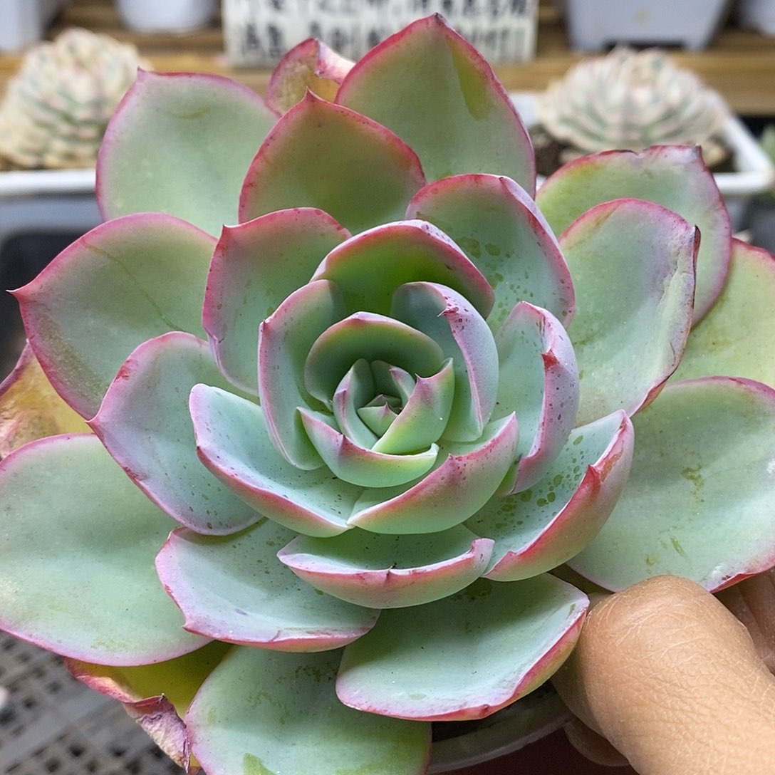 0248 霓虹灯多肉