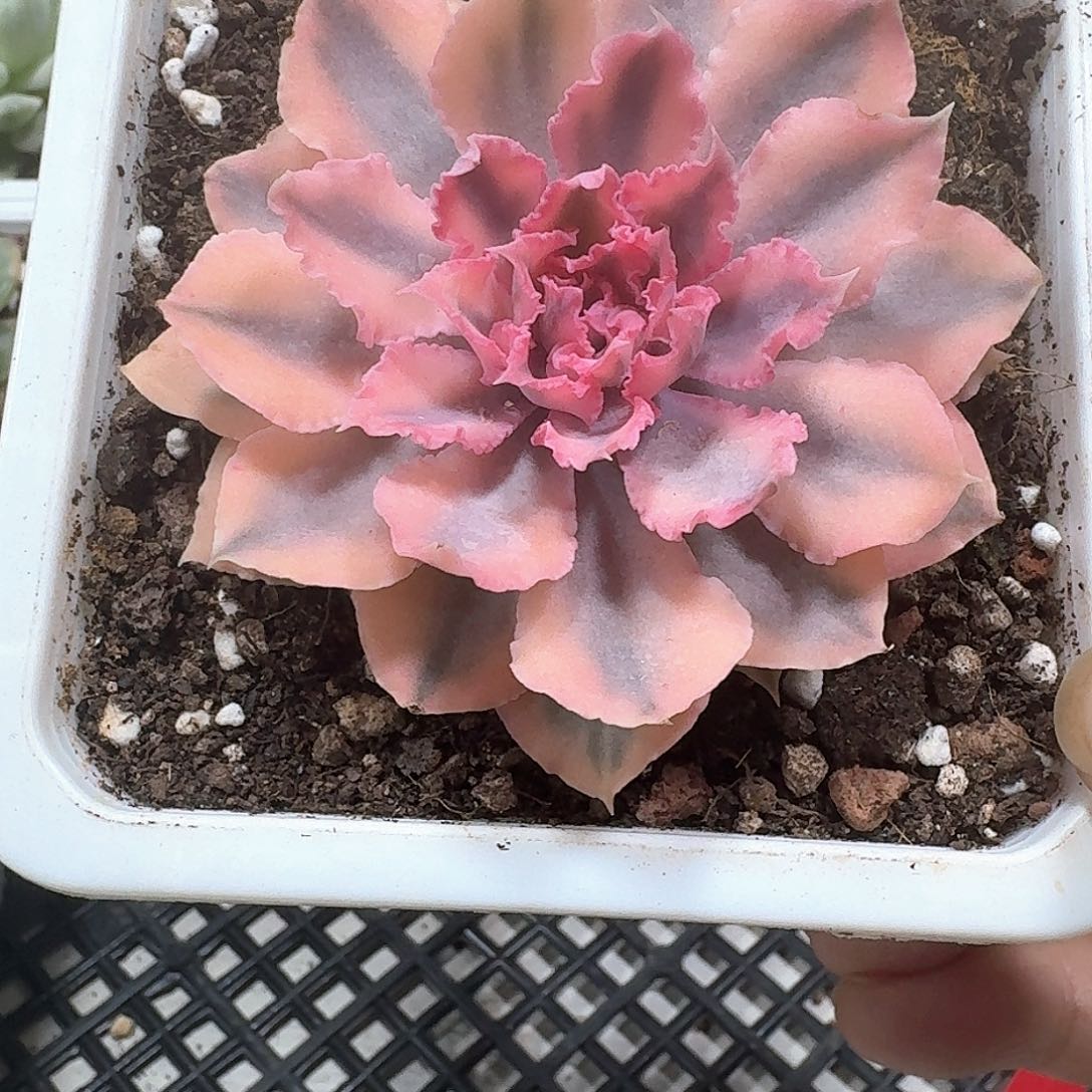 晚霞之舞锦多肉植物