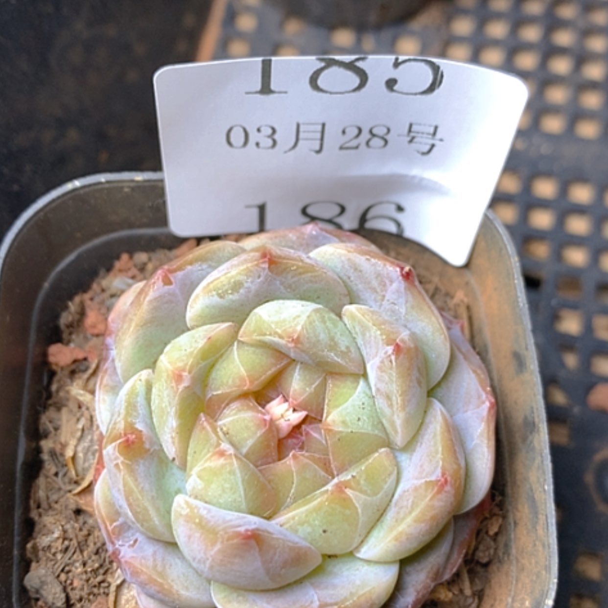 【闪购商品】云186