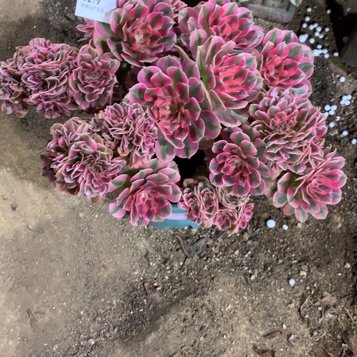 1279粉女巫缀多肉植物特价