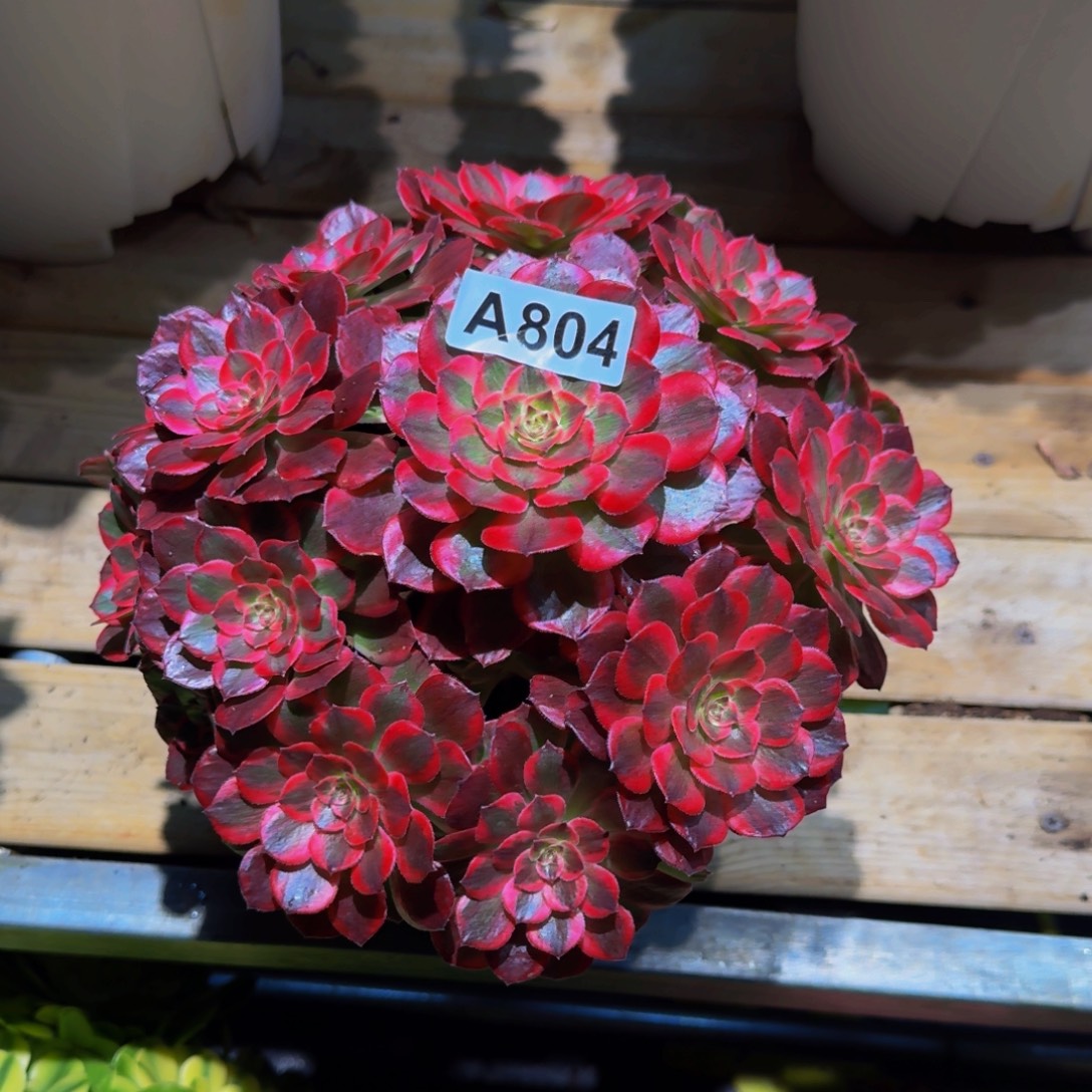 n***n804多肉植物法师号