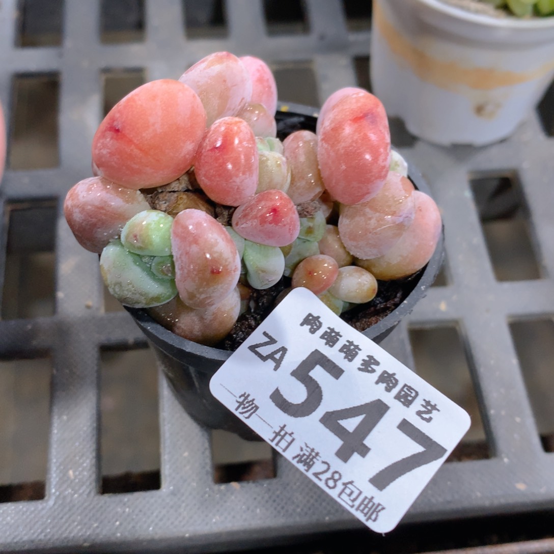 肉萌萌拇指盆精控多肉ZA547