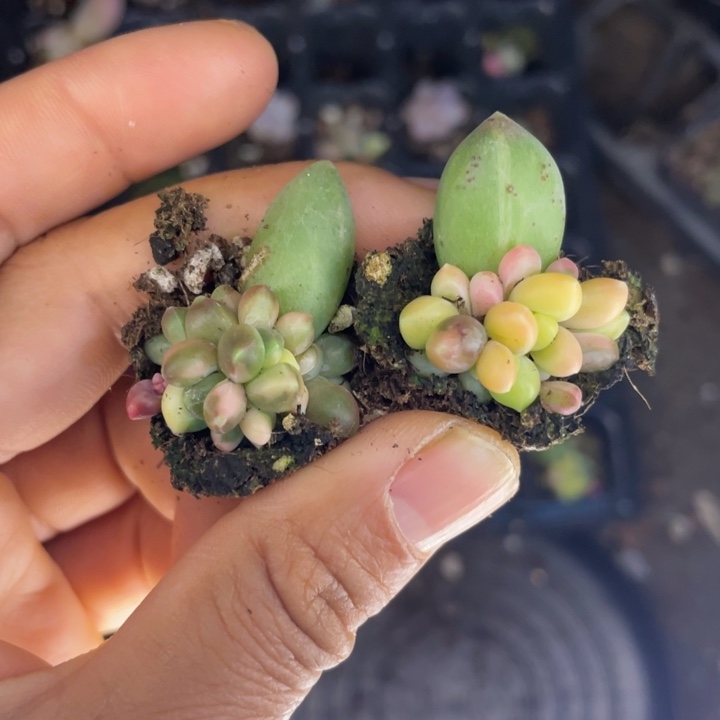 昵***了一物一拍满18包邮