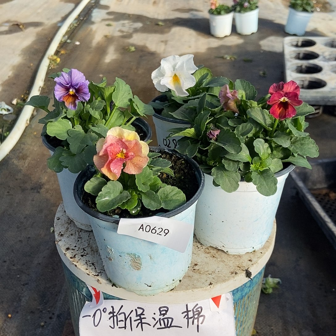 大部分花苞少量开放629