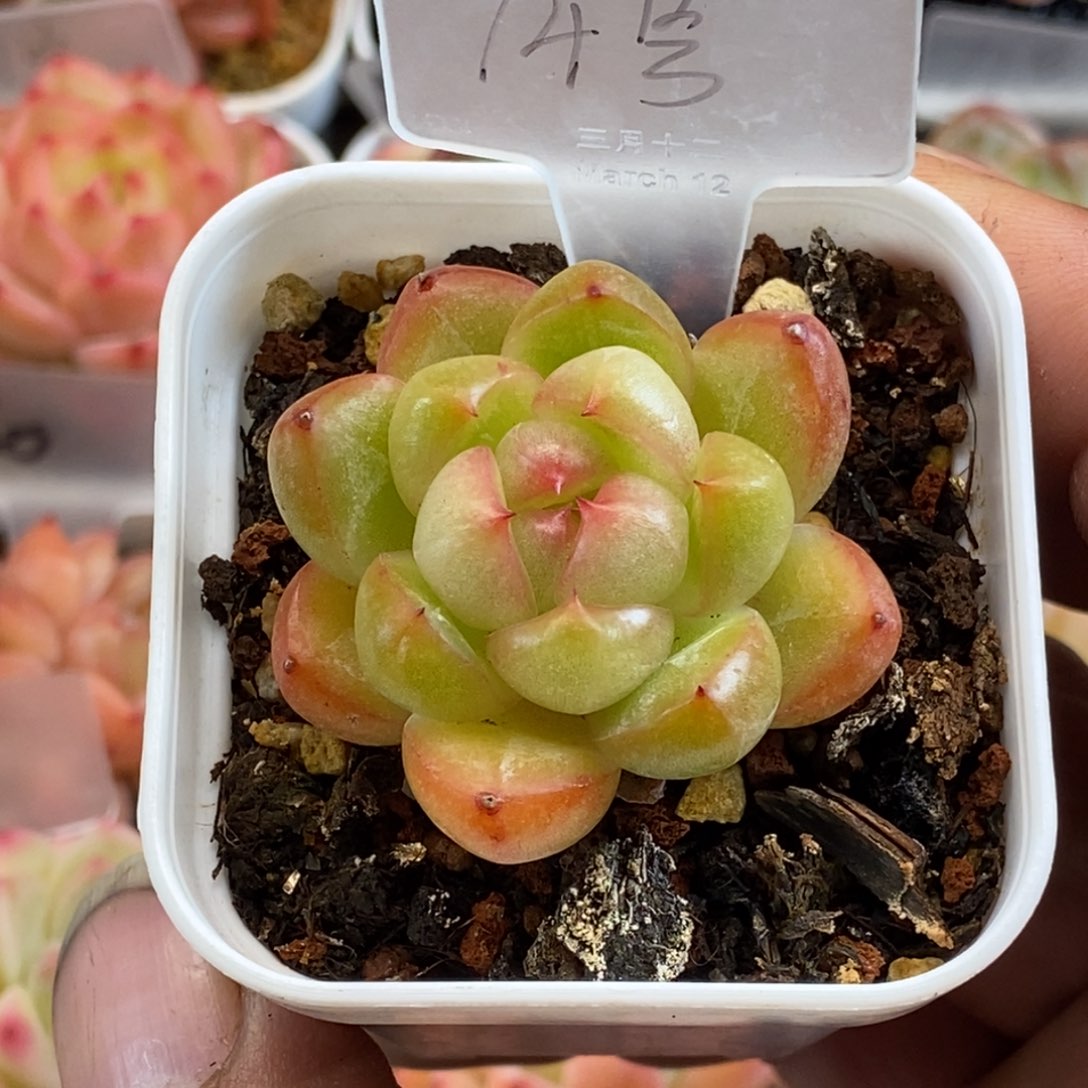 天官赐福百无禁忌