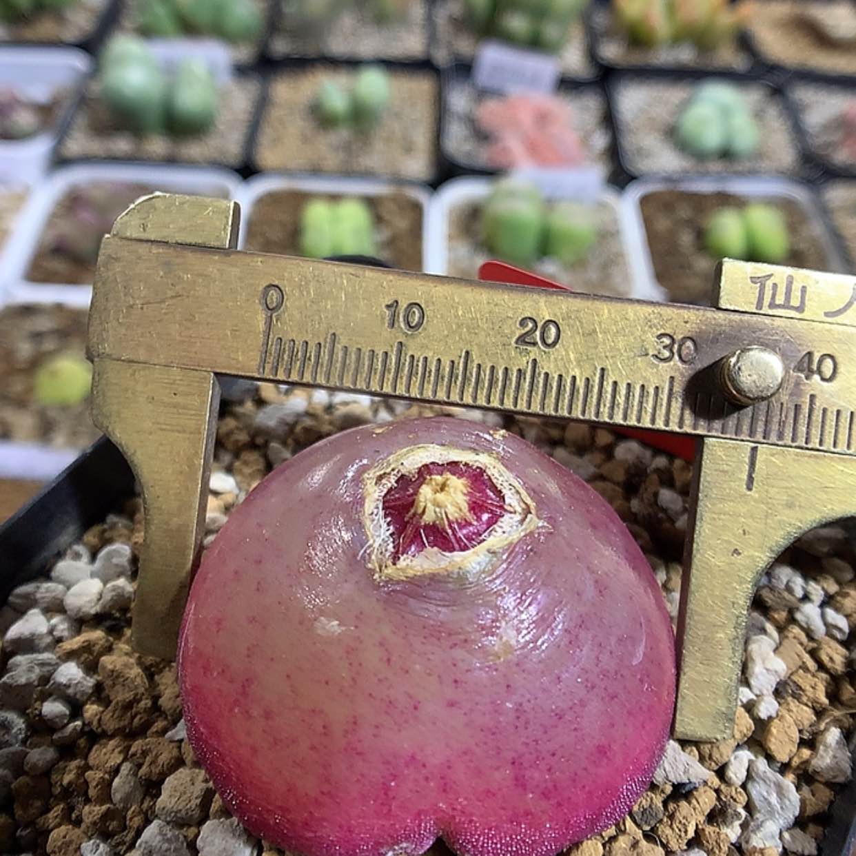 【闪购商品】2-10-18 母本灯泡一颗 150