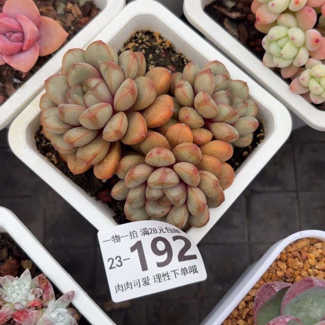 葡萄无盆土发货无盆