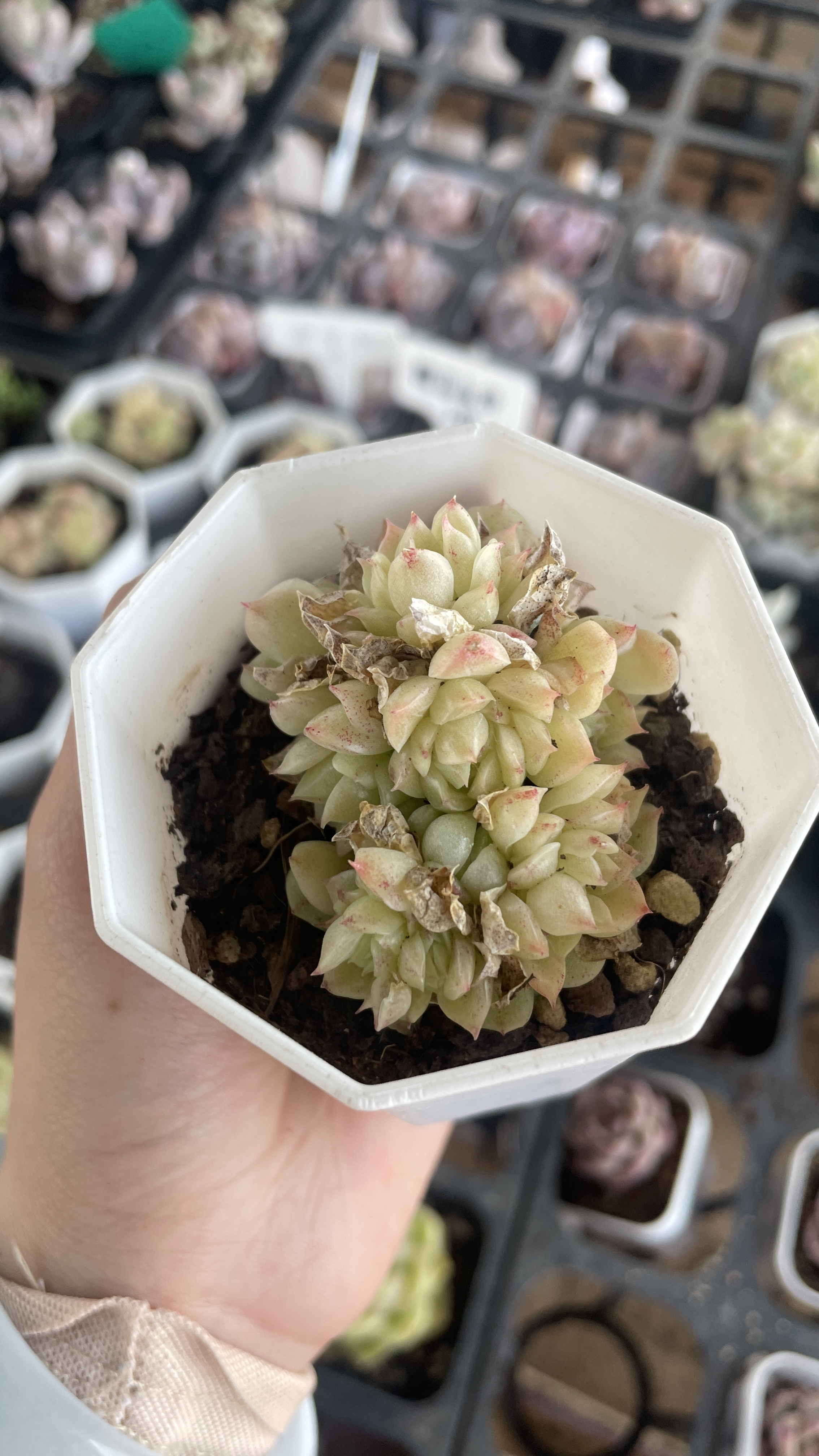 精品樱花麦秆多肉植物