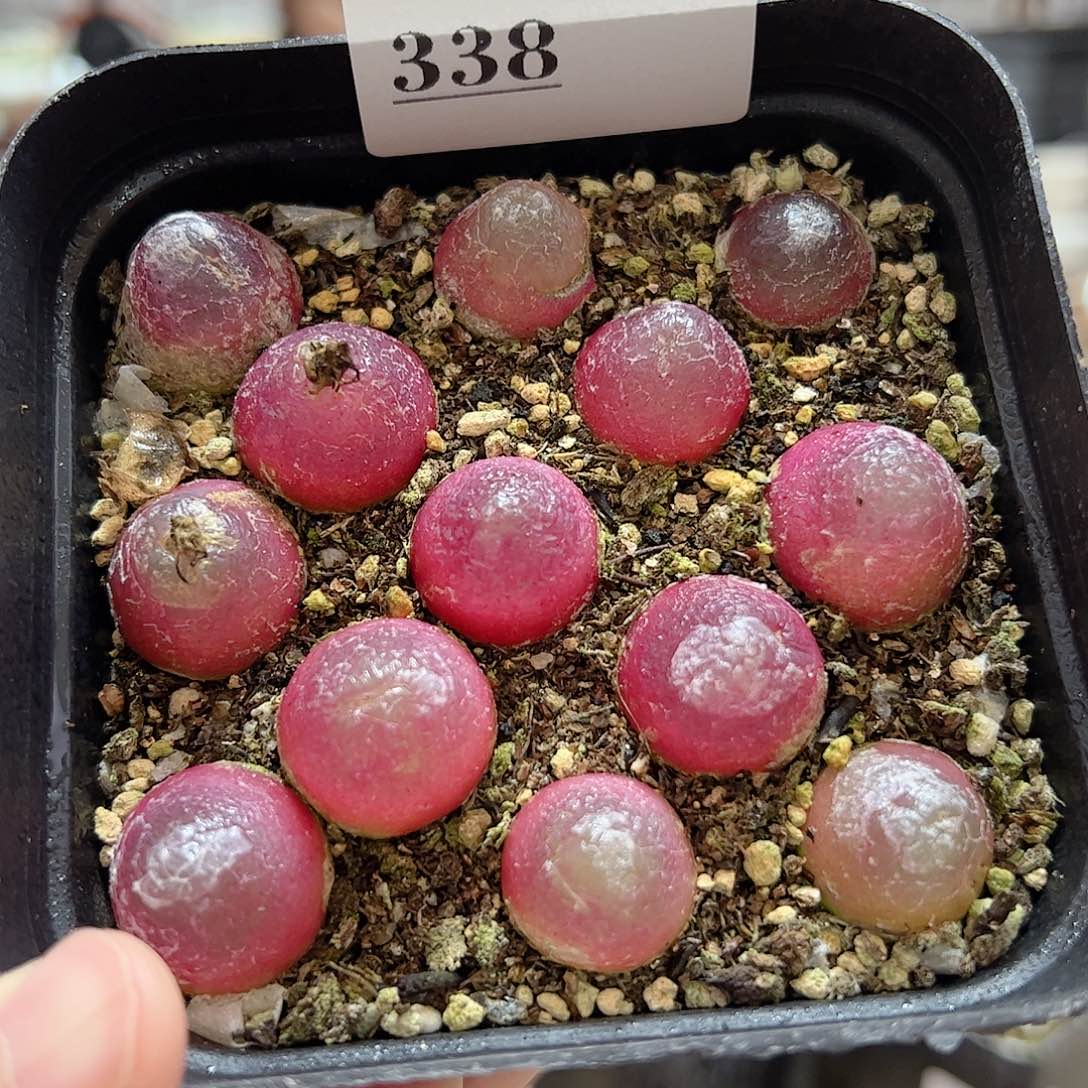 【闪购商品】338 灯泡一盒