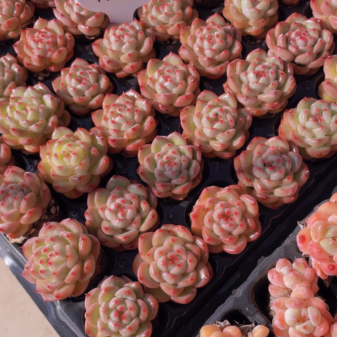 1106号 珍妮体海洋之心单头4个