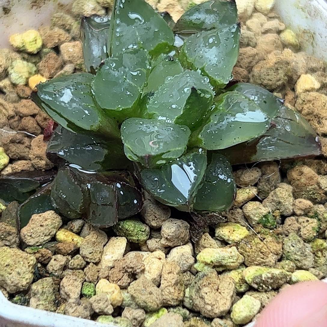 圣诞蜡烛十二卷多肉植物