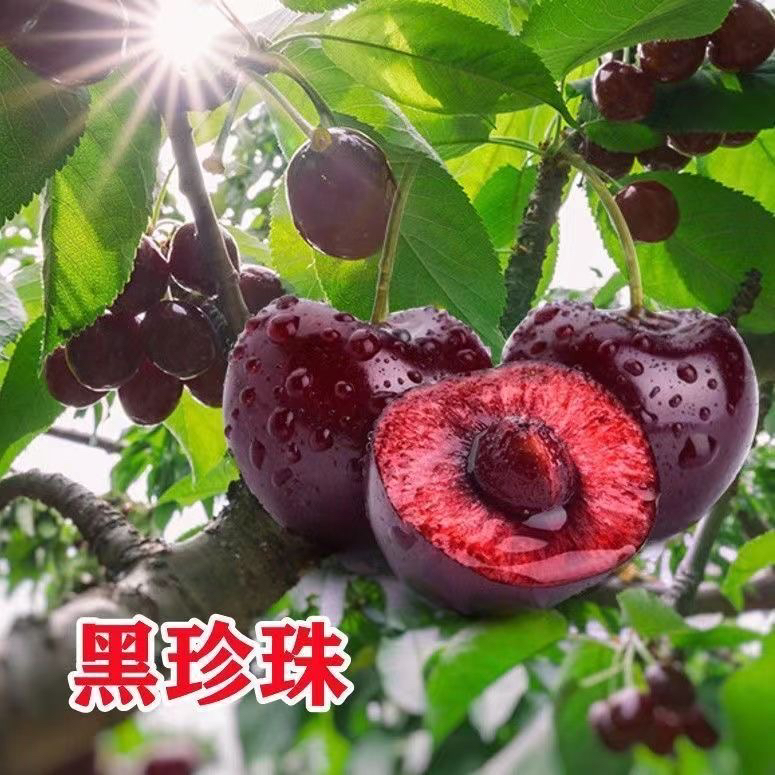 《车厘子》花园植物 阳台庭院栽植   