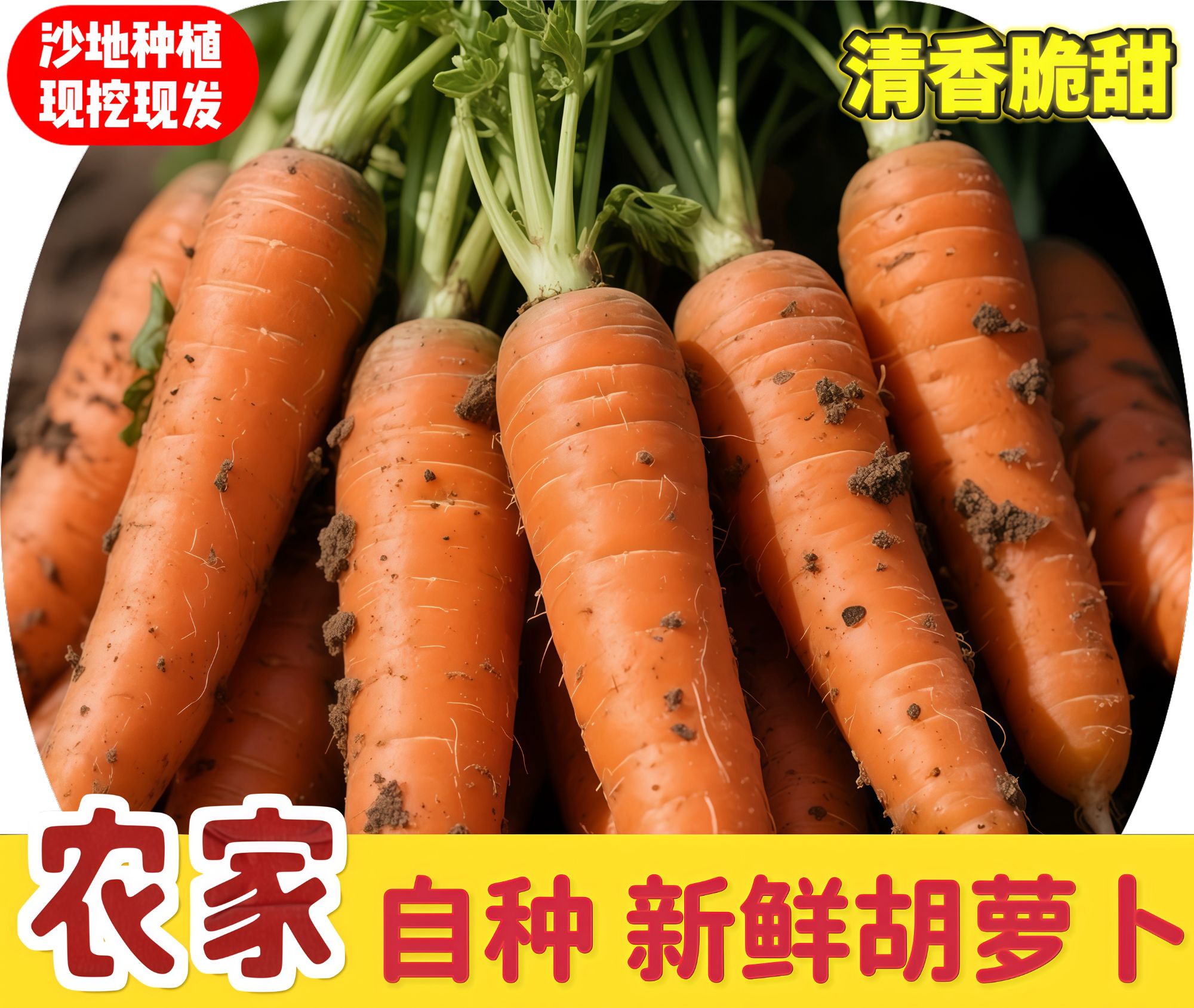 新鲜胡萝卜沙土地新鲜蔬菜红萝卜现挖现发农家自种胡萝卜