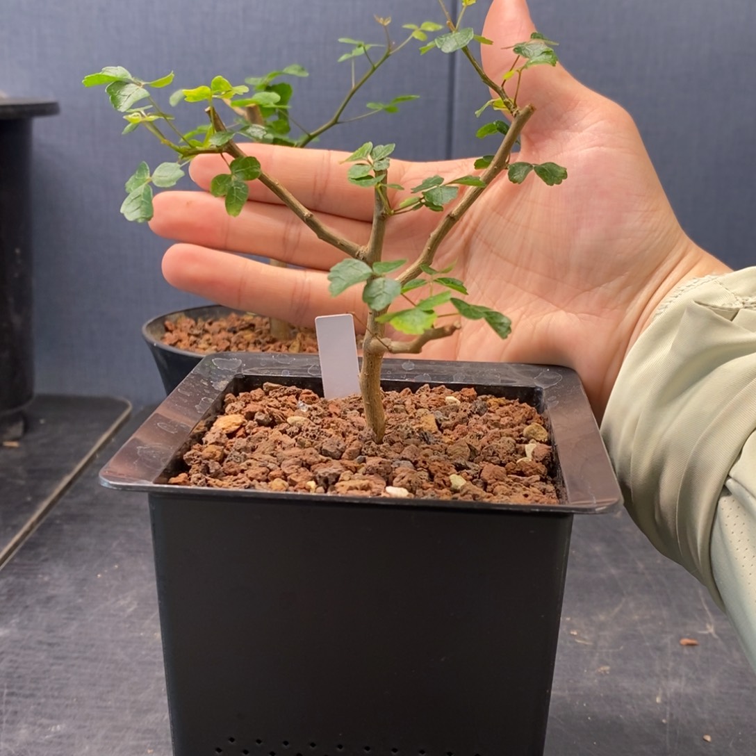 波叶没药带盆扦插