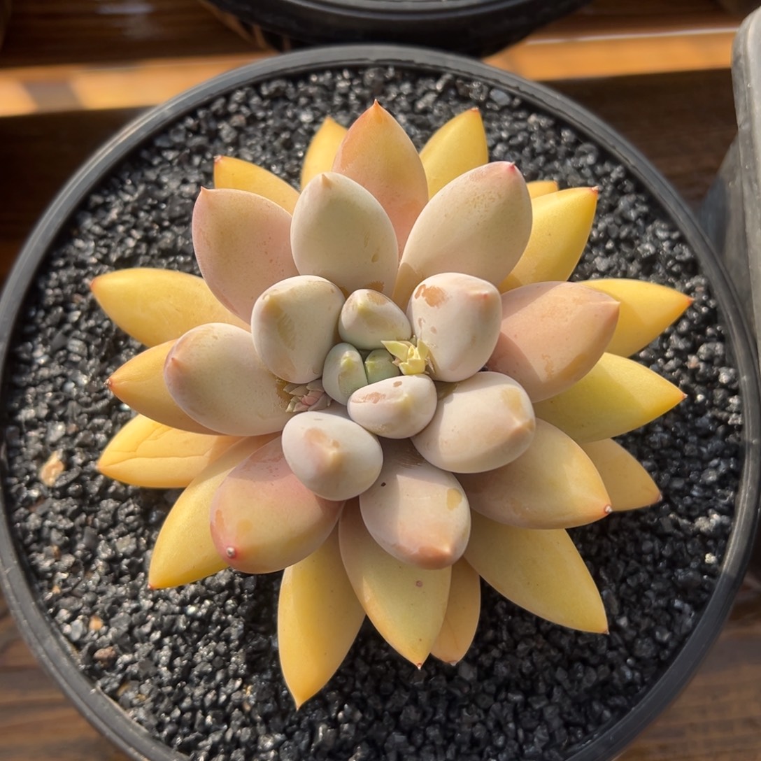 张张精品多肉哥特彩体