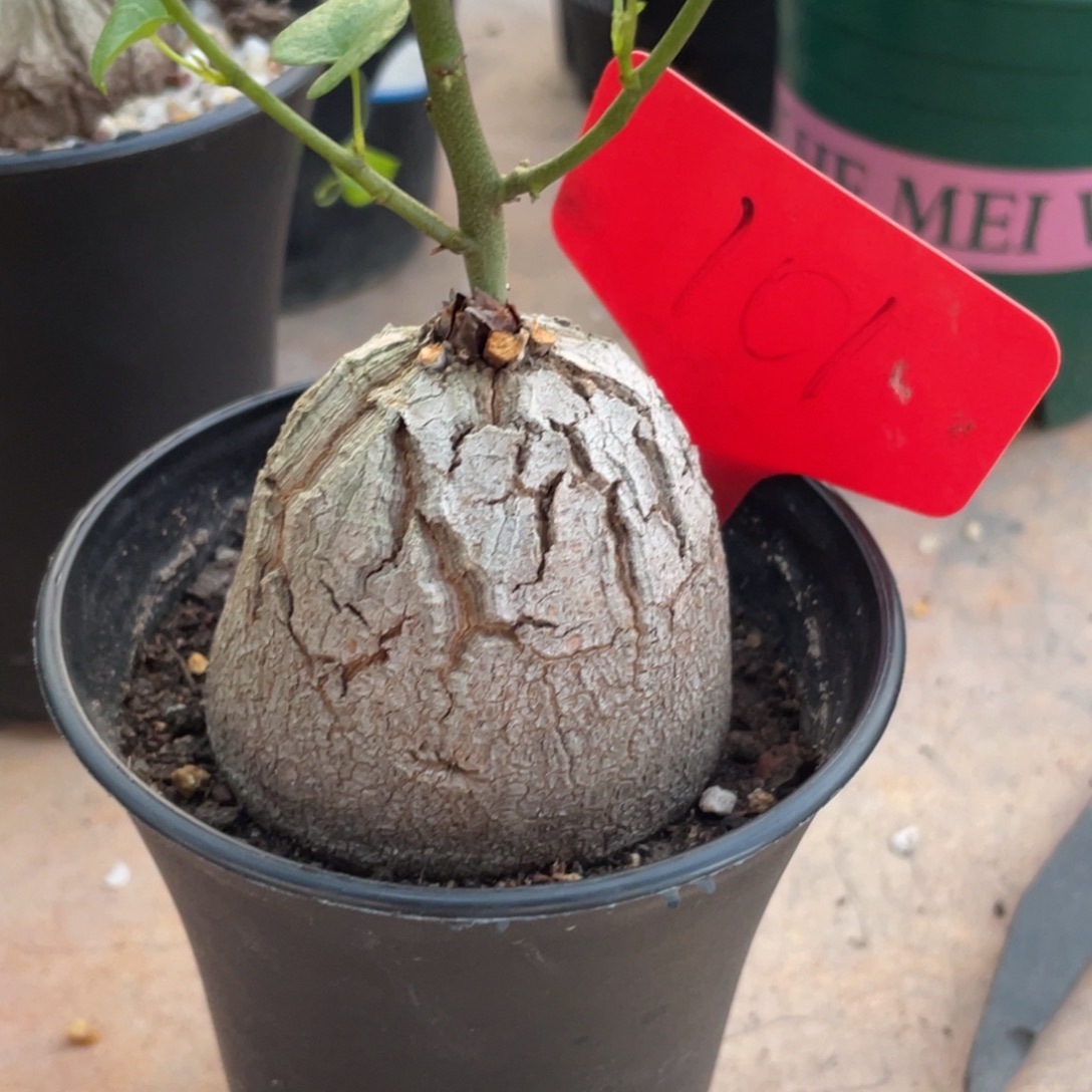 两***莲盆栽，高球体，龟甲龙