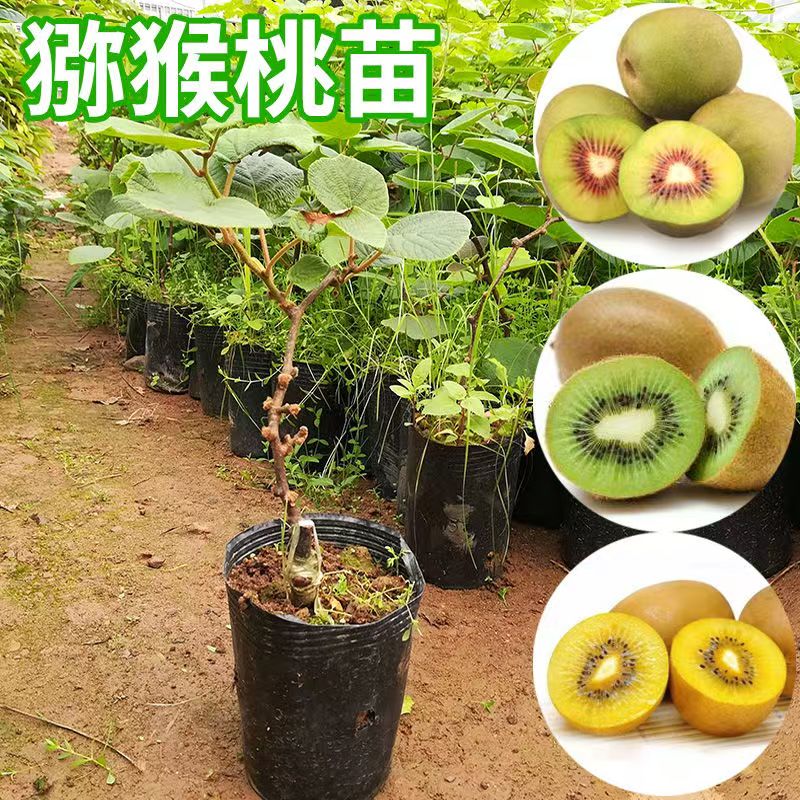 猕猴桃果苗红心软枣猕猴桃苗奇异果嫁接南北方种植庭院水果树苗