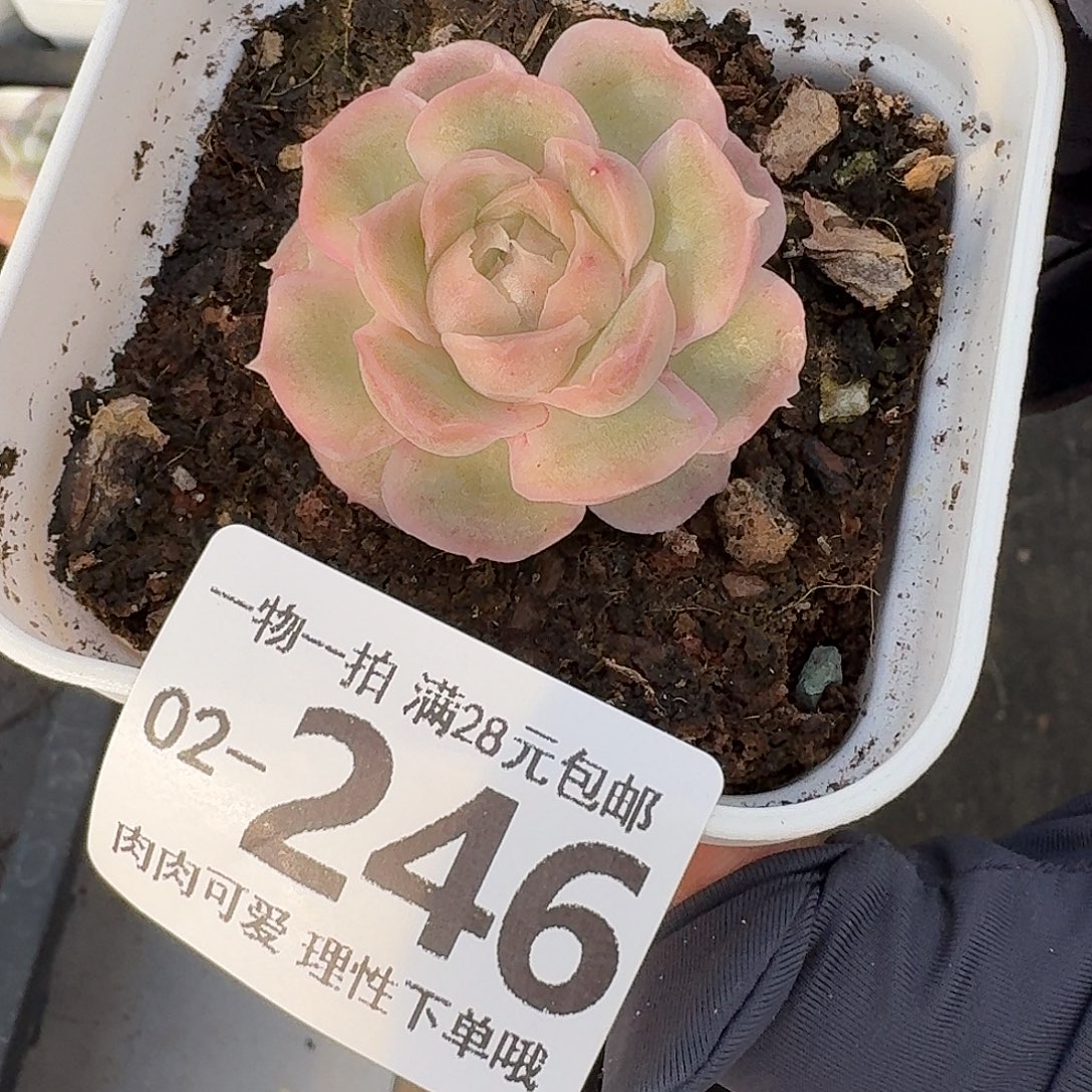 水晶虾饺无盆土发货无