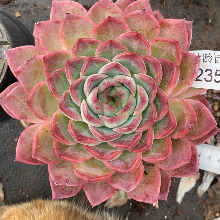 2354杂交老桩基地～13厘米