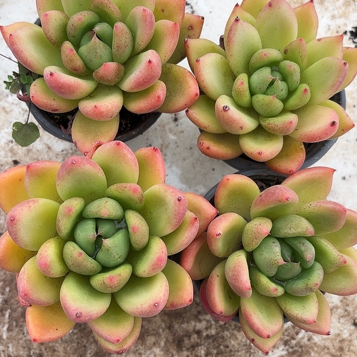 宝莲灯（拍满18包邮）