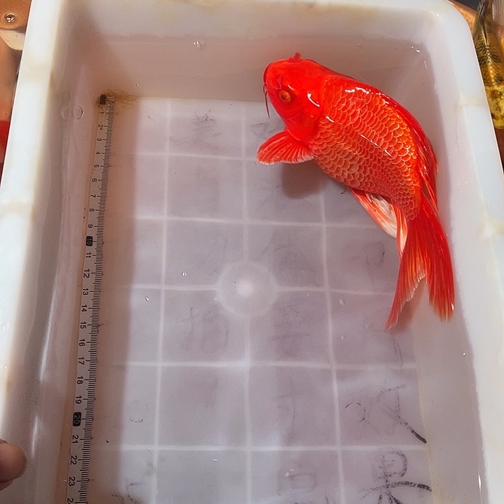 蝴蝶鲤鱼渔场直发157