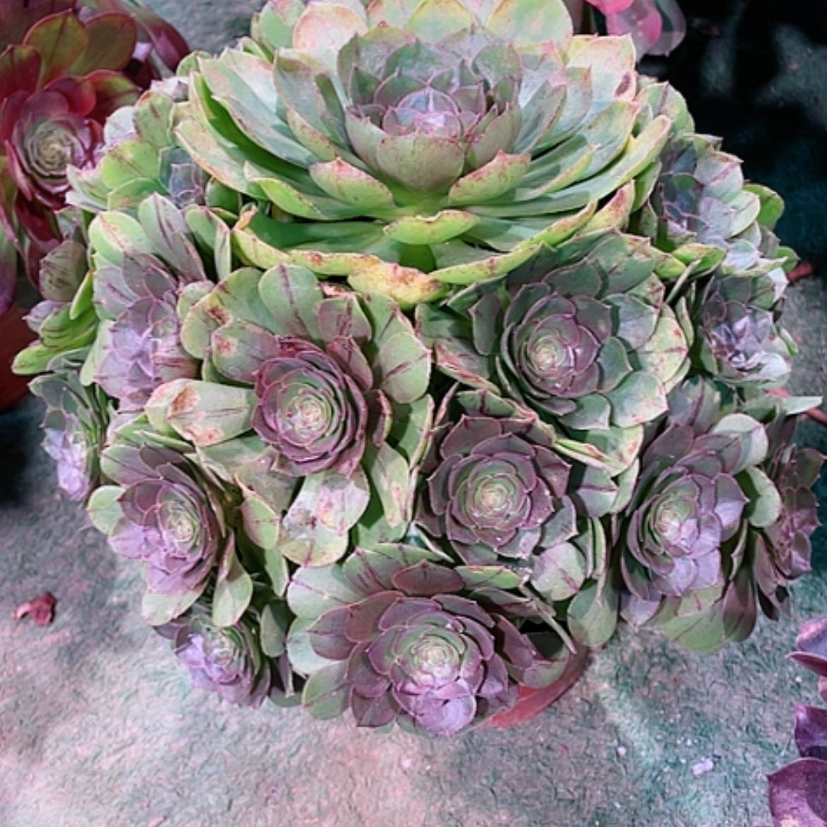 【闪购商品】法师好看也好养万