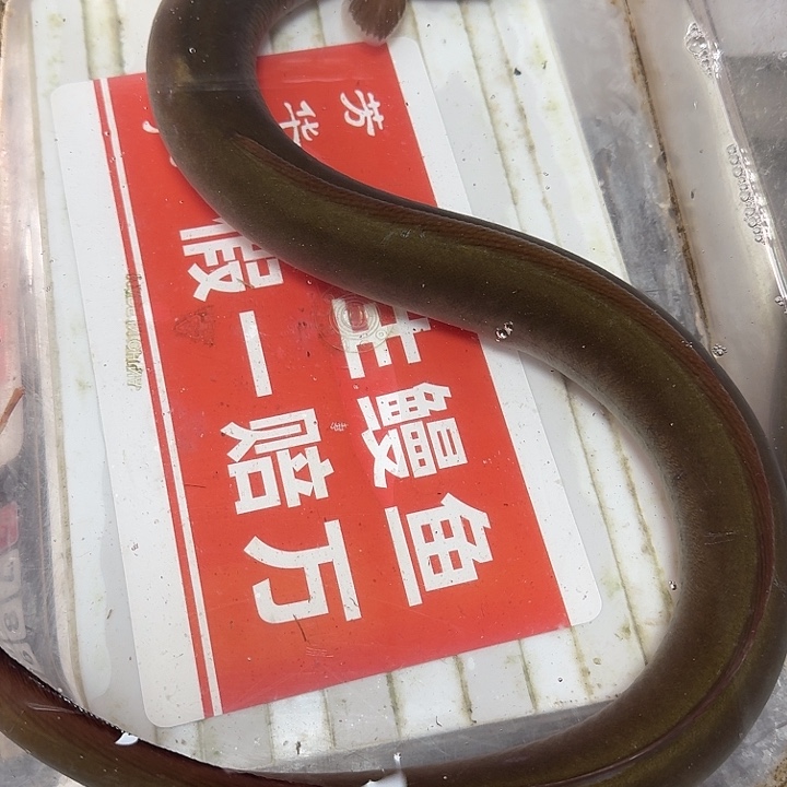 野生鳗鱼包活到家一斤七两