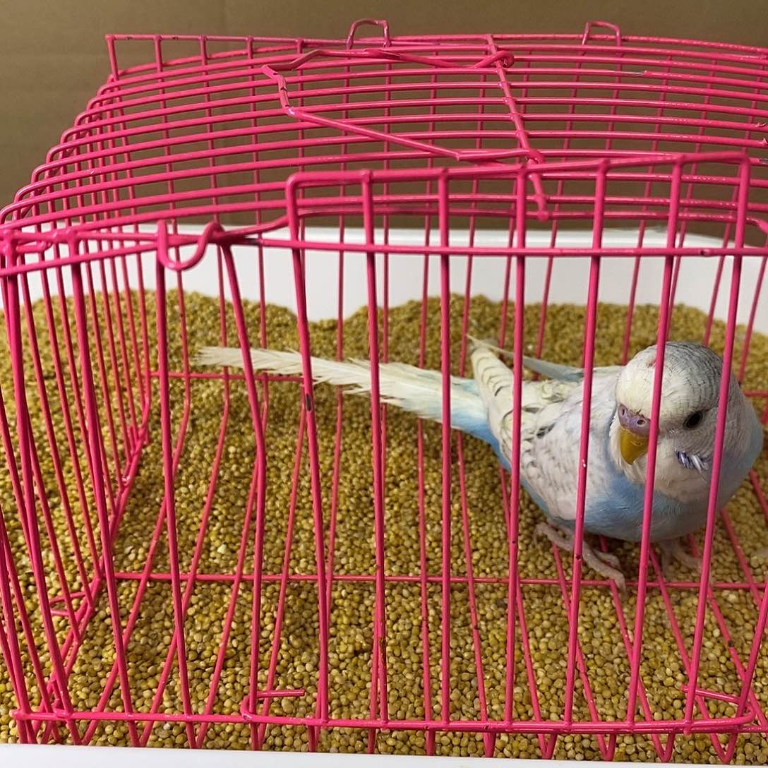 虎皮鹦鹉大头虎皮