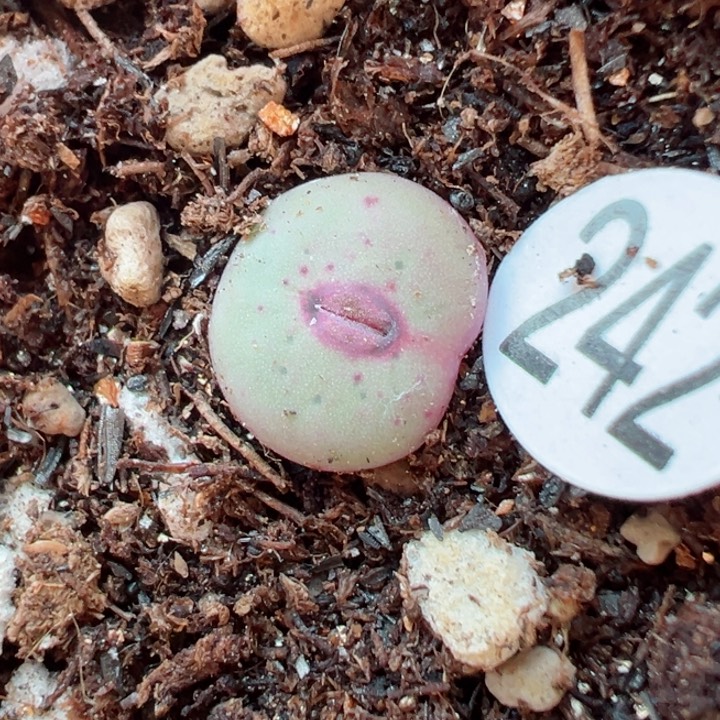 242号11111111111111111