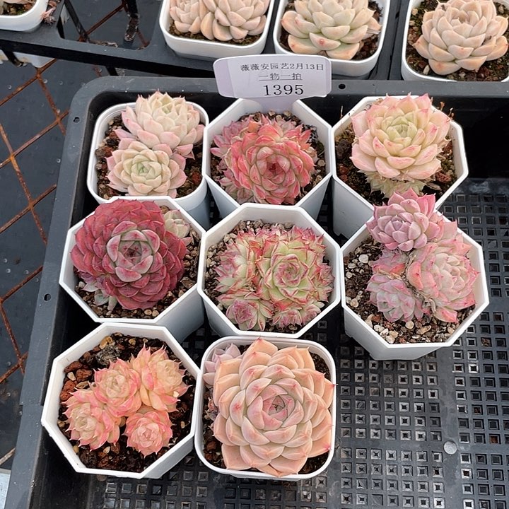 薇薇安园艺多肉1395