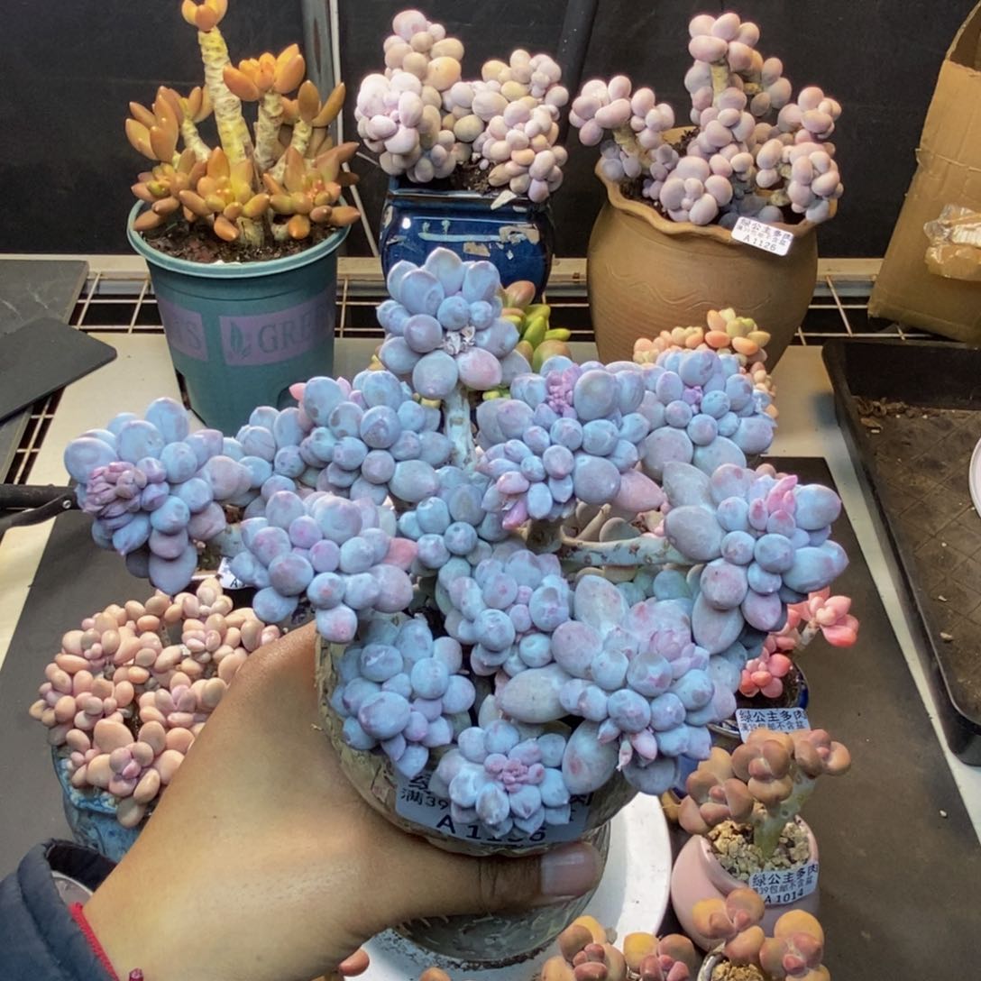 136香水手指奶多肉9c m