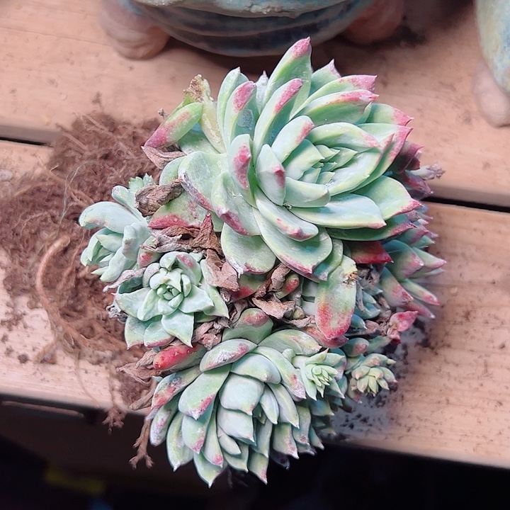 w***89411白雪苹果叶仙女杯当天