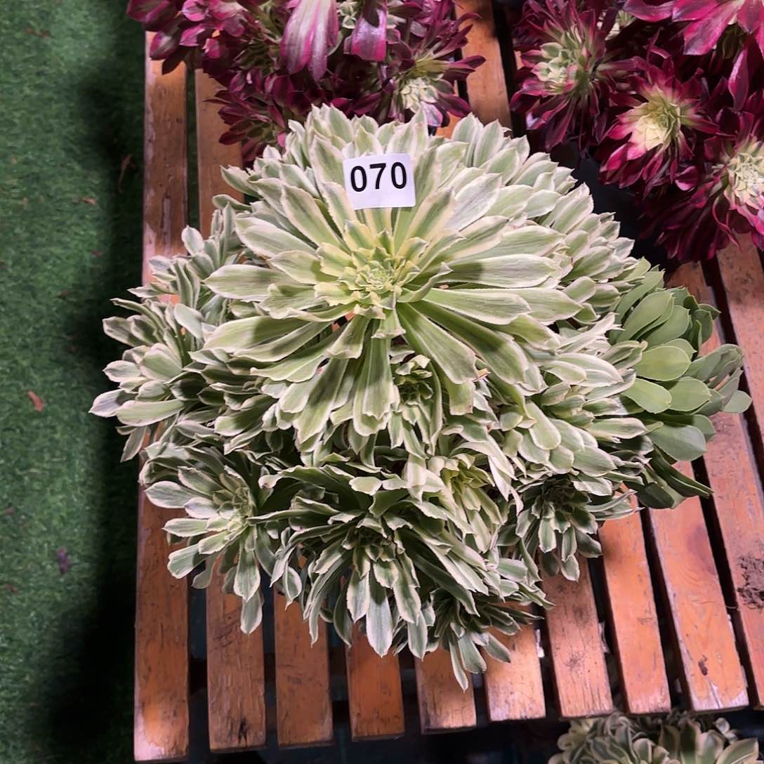 多肉法师碧浪070