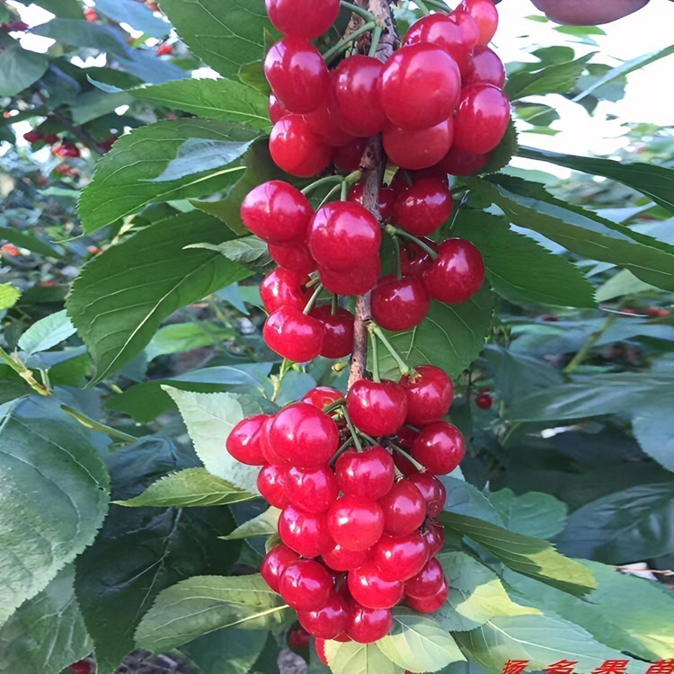 甘淼园林：红妃车厘子樱桃树苗盆栽地栽南北方种植