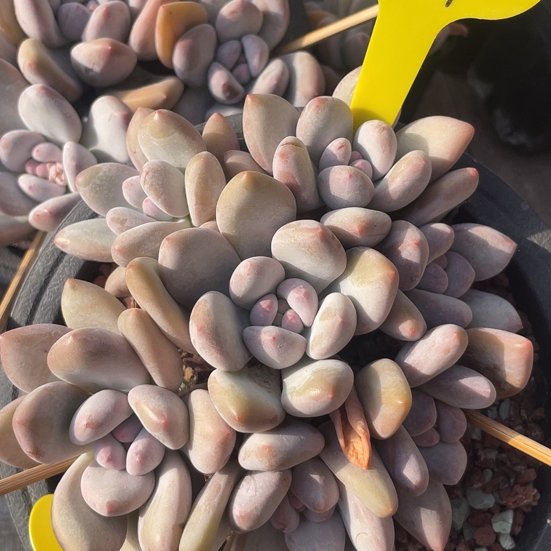 奶酪香水多肉植物207