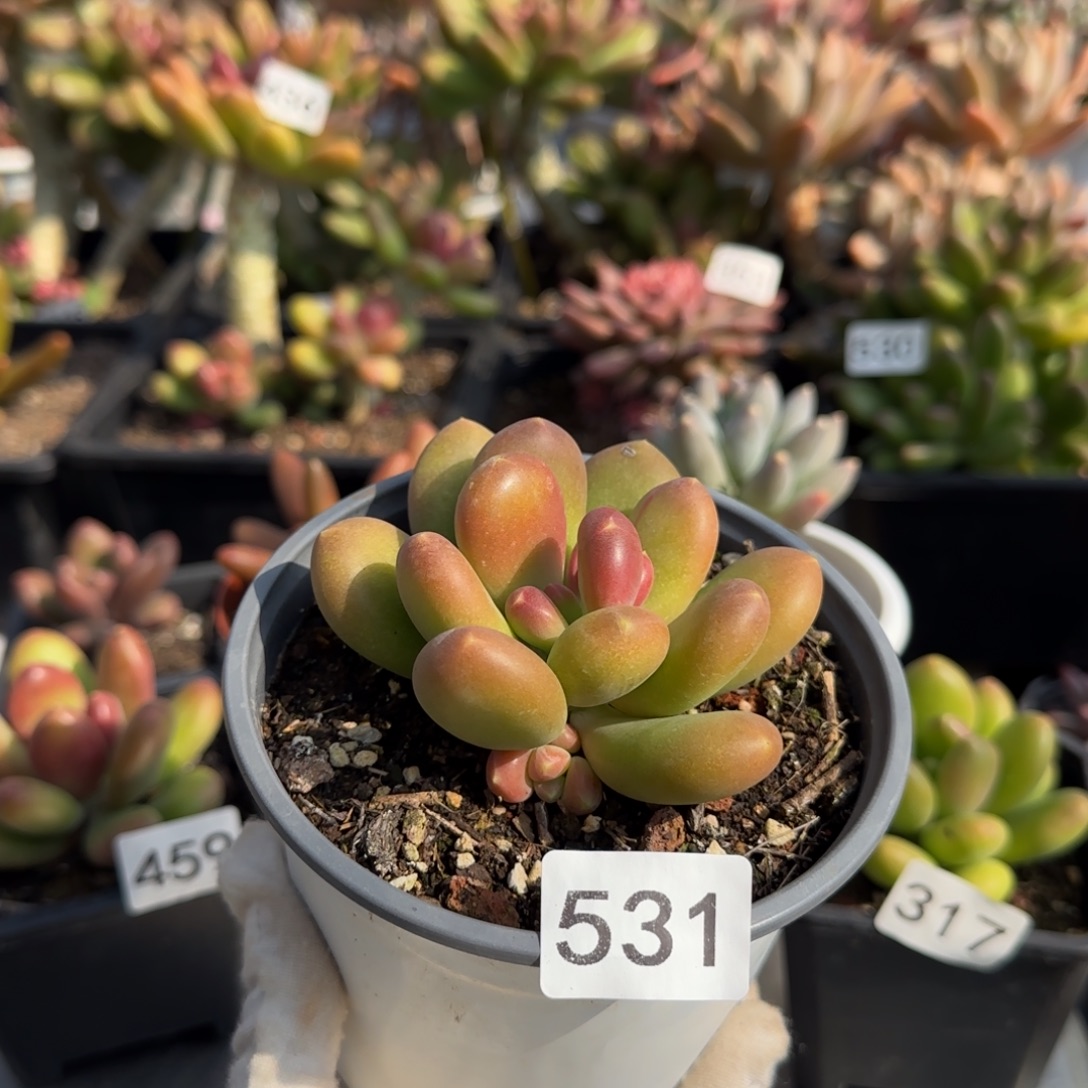 531号一物一拍一物一拍