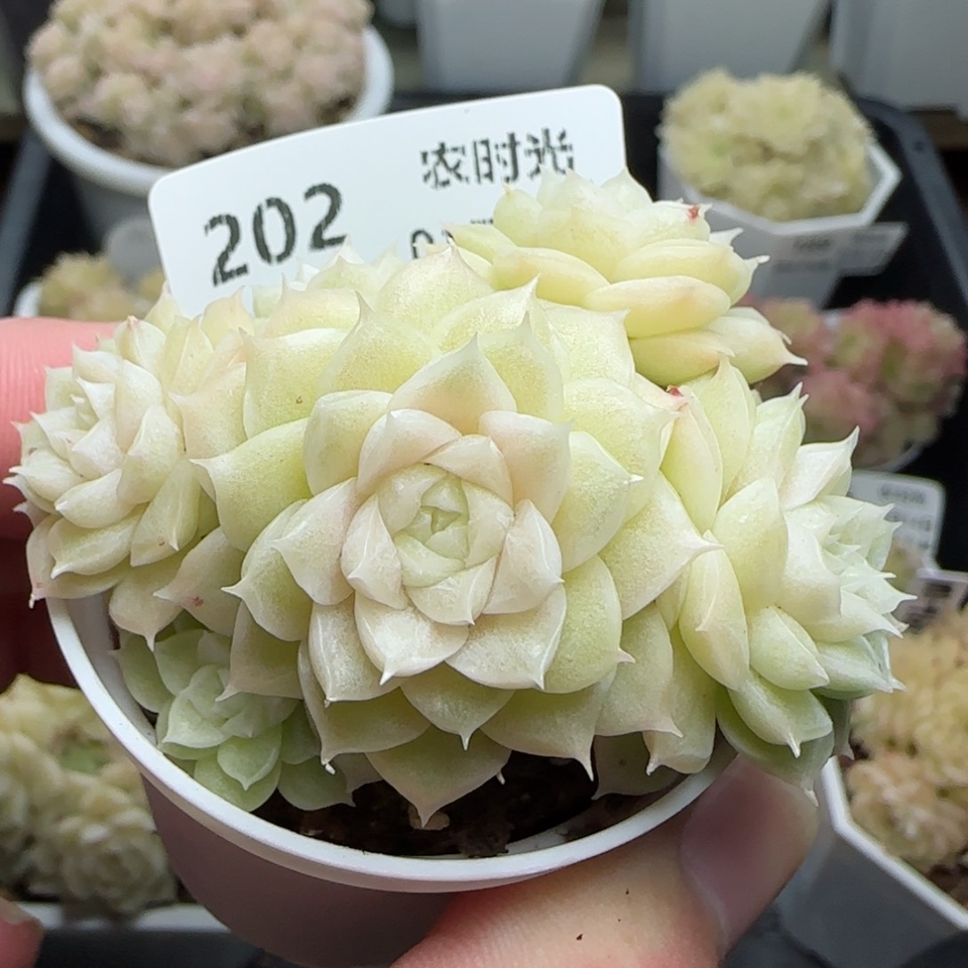 0114-202大脸麦秆