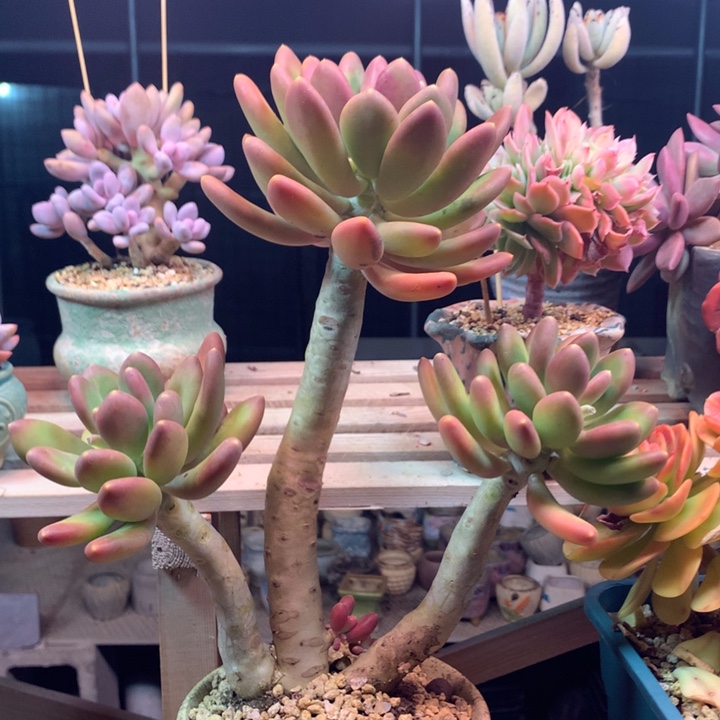 金蝉多肉植物zzzzx