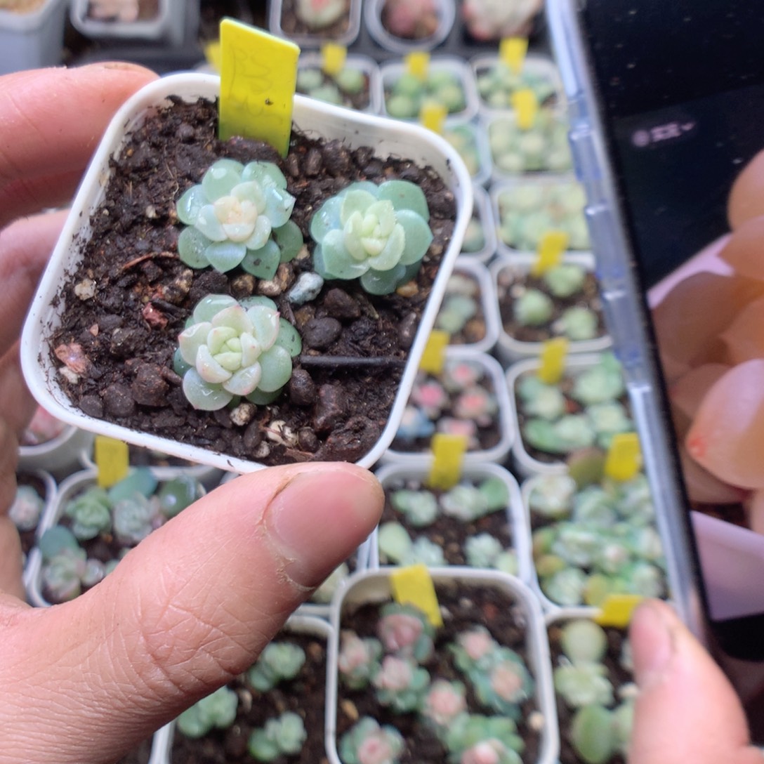 隐藏财富3颗yyyyyy