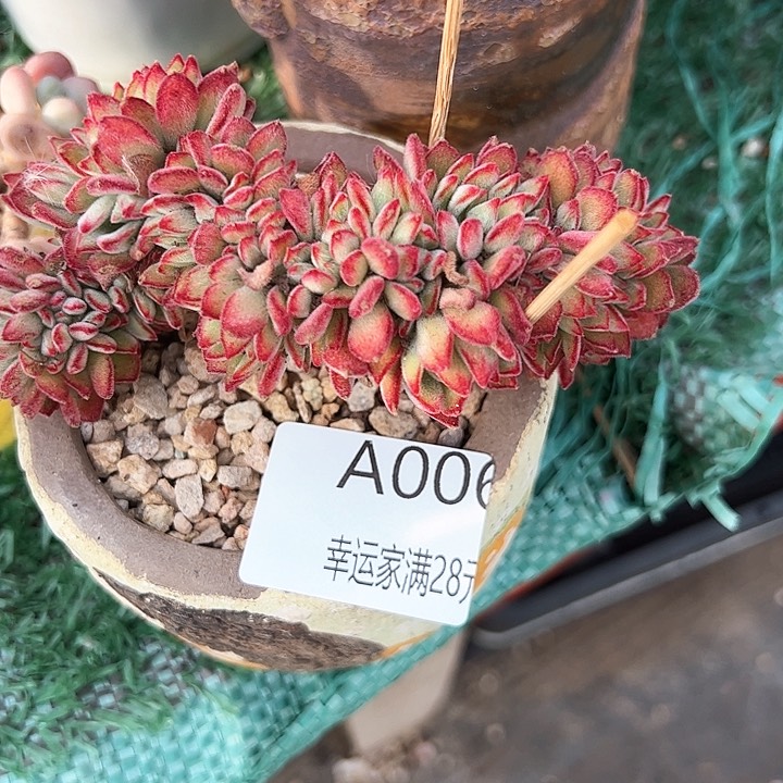 幸运的是我的朋友们