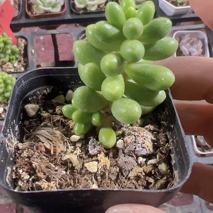绿龟卵精品多肉植物大战