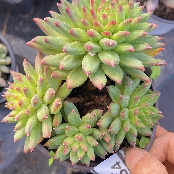 惠兰美人08154多肉植物